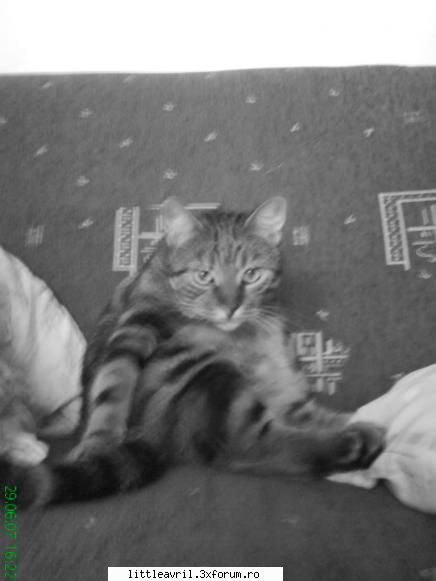 nu e nimic .. neah tre sa ma imbrac comod in sala ca ..  :rolleyes: 

my cat  :rotfl:  :rotfl: