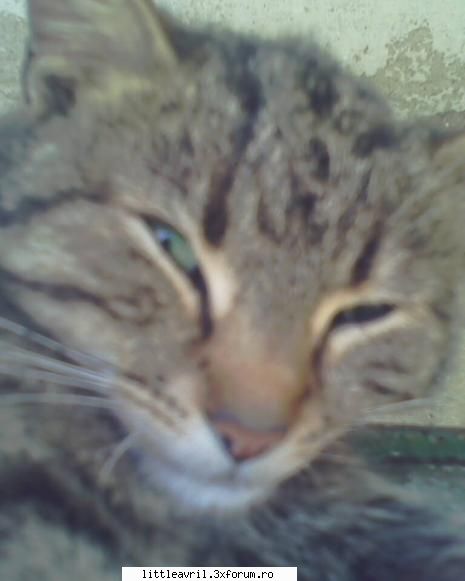 ^ carpa *parca*
v singura fata dintre pisici :zzz: *ce le mai stiu doamne* alex (nica)